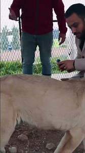 Look at the dog's paw! 🤯 #kangal #ankara #sivas