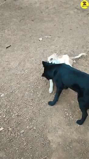 Puppy breed, Stylish Black Puppy, wow dog, Pets , Dog, dog barking, Doggy, puppy cute,Pets 4 You,