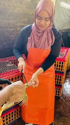 Practical work (slaughtering a chicken)