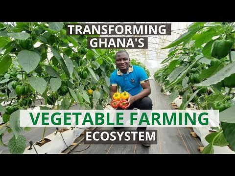 Tropical Growers: Transforming Ghana’s Vegetable Farming Ecosystem