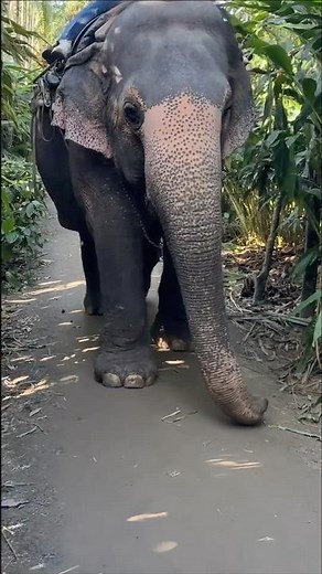 Thekkady Kerala Full Experience 🐘🔥 Elephant Safari | Kathakali | Kalaripayattu Show 😍