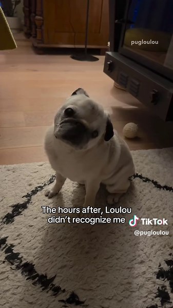 After 11 months seizure-free, Loulou unfortunately had cluster seizures again last night ❤️‍🩹 Nights like these are always long and scary, but thankfully Loulou is doing well now. We’re taking it slow and giving her time to recover, and Mosy will make sure that her big sis feels better again soon 🥰 Loulou is one tough cookie! 💪🏼🍪 #pug #dog #pugsoftiktok #dogsoftiktok #epilepsy