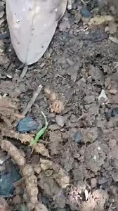 Ebenezer Sam on Reels