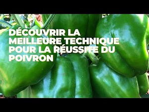 🔥 “Successful pepper cultivation: techniques that work!”