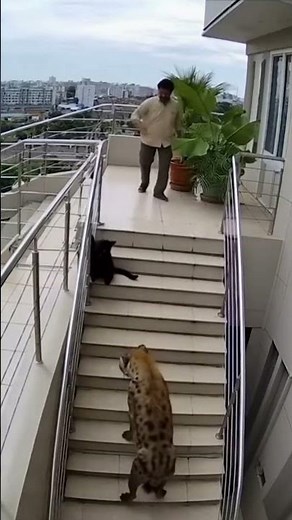 Rooftop Hyena on the Stairs — Bombay Cat Ambush, Adults Inside | AI CCTV