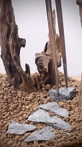 Making a aquatic plants terrarium #aquaticplants #terrarium #ecosystem #terrascape #reelsfb | The Urban Nemophilist