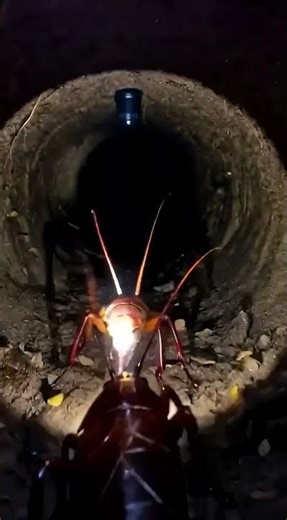 COCKROACH POV 🪳 | Underground Colony Exploration #shorts EP 1