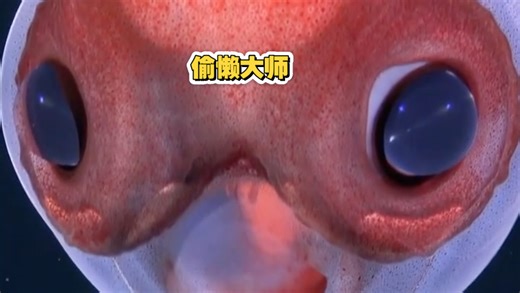 鱿鱼通过体内的“生物浮力剂”（氯化铵）实现了高效节能的悬浮生活