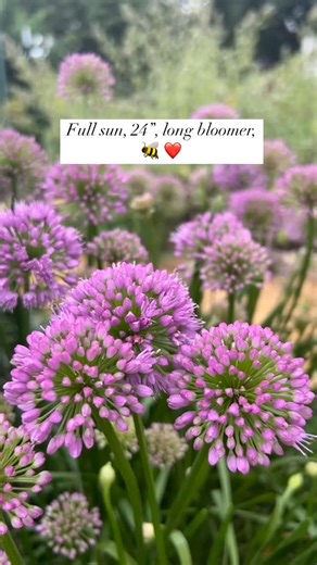 English Cottage Garden Designer | Garden Plans Zone 4-9 on Instagram: "Give me all of the alliums. Drumstick, giant. In this case, Millenium allium. I love these whimsical spheres. 🥰 They grow to be about 18”-24” tall. They clump and naturalize. They’re deer/rabbit resistant, virtually pest free pollinator attractors, summer bloomers, full sun lovers, and a spike shaped staple in my borders. They keep really well cut in arrangements too. Unlike other allium varieties which come as fall bulbs, m