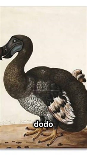 The Dodo Bird: How Humans Caused Its Extinction