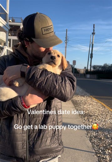 Get a Lab Puppy Together This Valentine's Day