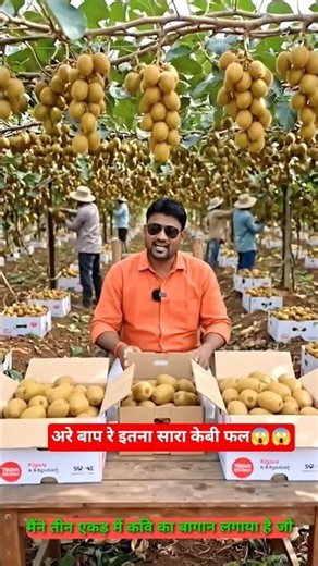 Kiwi Farming Harvest 2026 | Amazing Kiwi Fruit Picking & Packing Process 🍈🔥 #shorts #viral #trending