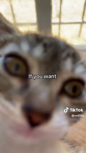 Raise Your Hand if You Want Garlic Bread Sticks and Buffalo Chicken Wings