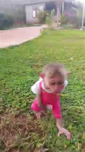 Hilarious Baby Monkey Moments That Will Make You Laugh