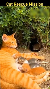 A Wild Rat Snatches a Bengal Cat’s Cub! 😱🐀🐱 In a moment of quiet trust,a sleeping mother’s world was shattered. What happened next will leave you breathless. The sun was warm,the breeze gentle. Exhausted from watching over her playful litter, a majestic Bengal cat named Sansa settled for a rare nap near the garden bush, her precious cubs nestled close. But in the wild, even a moment's rest can cost everything. From the shadows, a bold, wild rat—driven by instinct or desperation—seized its cha