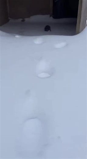 Rescue Animals: A Heartwarming Story of Hope