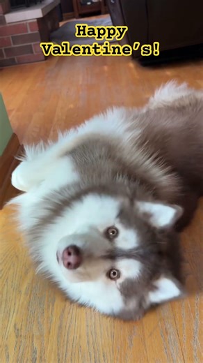 The Cutest Valentine’s Huskies Ever ❤️ #husky #huskies #huskylife #fluffyfriend #cuddlytails