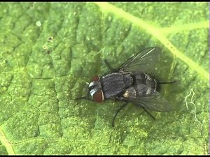 Tachinidae : Thecocarcelia trichops parasitized Carcharodus alceae.