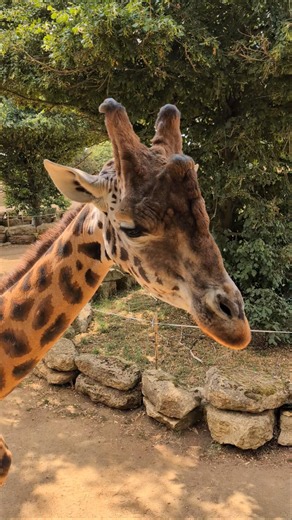 Giraffe Comes To Say Hi