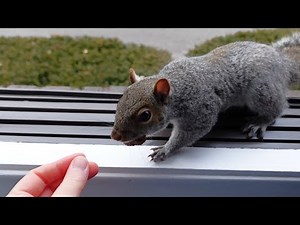 The squirrels are obsessed with my fingers, and I have some sad news