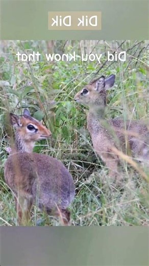 Dik-Dik: The Tiny Antelope That Outsmarts Deadly Predators! 🦌⚡