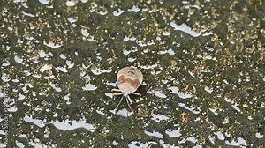 Hemiptera bugs. Its commonly called true bugs. Hemipterans feed on plants, using their sucking and piercing mouthparts to extract plant sap. This is a very harmful insect for the farmer.