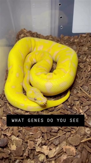 What Genetics Do You See in This Ball Python!?