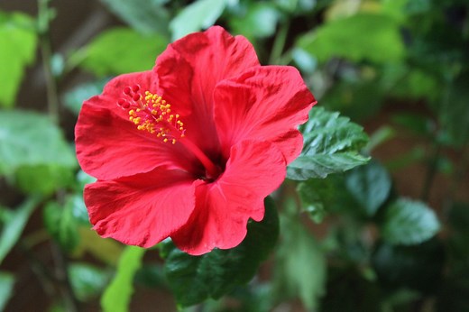 How To Grow And Care For Summer-Blooming Hibiscus