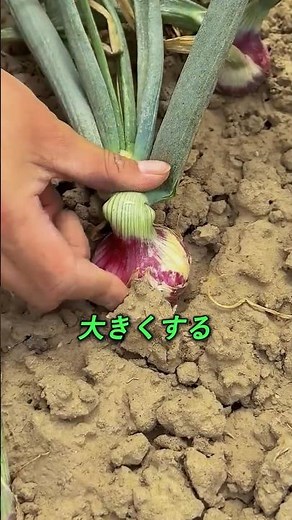 農家が秘密にしている玉ねぎの育て方