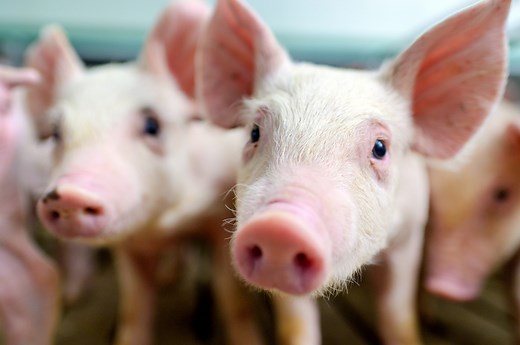 Common Swine Industry Audit