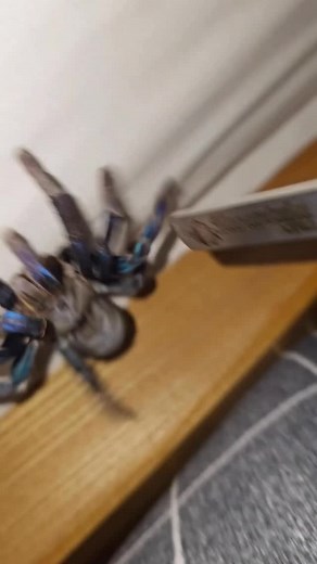 stomp the yard ahhh spider 😂🤦🏾‍♂️ #explorepage #matteblack #reaction #reels #meme #viral #trending #funny #troll | XMatteblackX