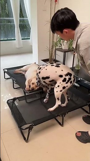 Most practical foldable dog bed for summer, stain resistant and easy to clean