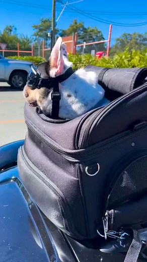 3.8K views · 54 reactions | Customchopper on Reels | Facebook