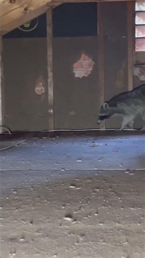 Raccoon Living in an Attic — Hampshire, IL