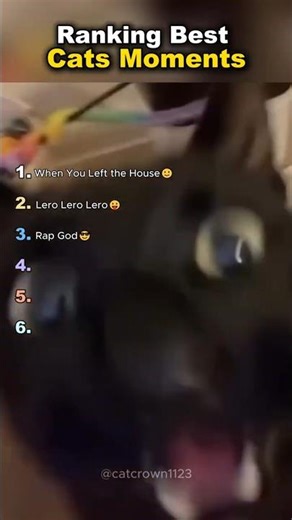 Ranking Best Cat Moments🤪