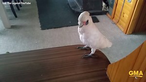 2.6M views · 31K reactions | WATCH: Eric the cockatoo does NOT like broccoli. | Good Morning America | Facebook