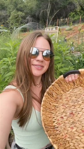 Strawberry & raspberry harvest 🍓😋 Strawberry varieties Honeoye Eversweet Raspberry variety Joan J | Gardening With Tara