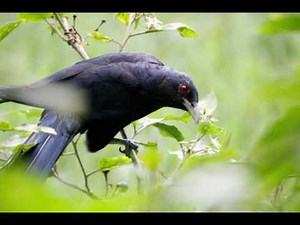 Common Koel - Bird calls and pics here on 01
