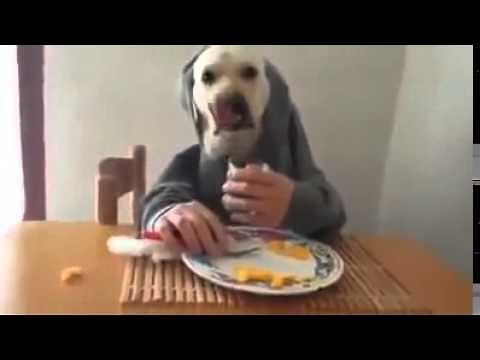 Dog Eating With Fork And Human Hands