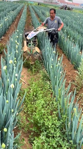 Watch this machine build perfect onion rows 🌱🔥
