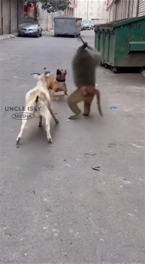 Dog and goat forgot the baboon runs the street 😅