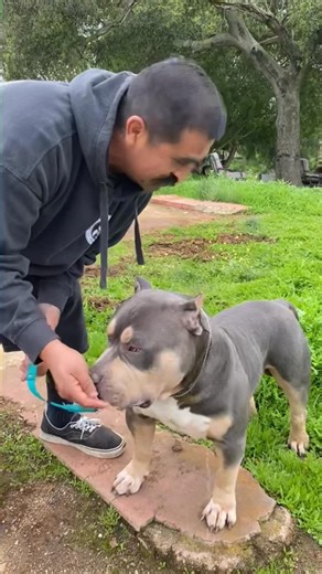 Life Of A California Cholo on Instagram: "WAR FIRST TIME ON THE @cholobulliestackers 🏆💪🏽#cholo #dogoftheday #bullybreed #abkcworldwide🌐 #abkcstrong"