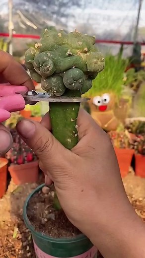 How to Prune a Cactus Plant Safely and Effectively