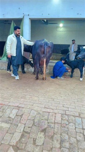 The Benefits of Dairy Farming: A Comprehensive Overview