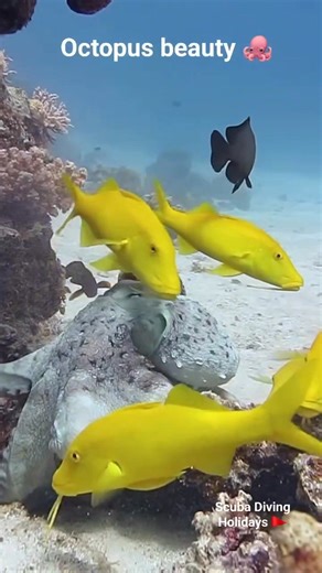 A stunning encounter with this beautiful octopus — graceful, intelligent, and full of surprises. Always a highlight of any dive! #OctopusLove #octopus #ScubaDiving #redsea #marinelife #followandshare | Scuba Diving Holidays