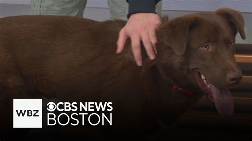Friendly, energetic puppies up for adoption through Massachusetts shelter