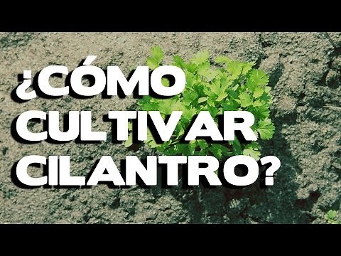 How to grow cilantro step by step to have your own garden