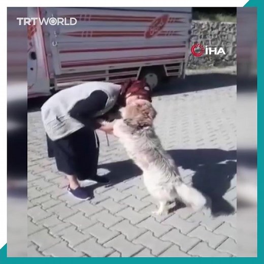 Missing dog runs with joy as it reunites with owner after days