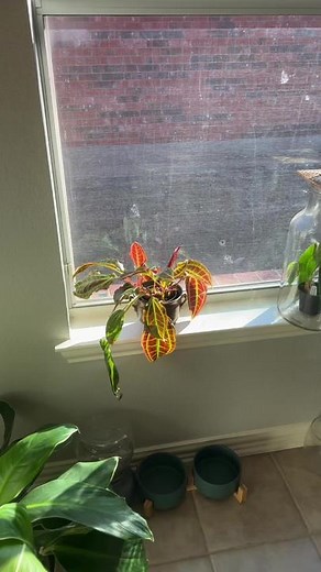 I’ve never seen ants around my ant plant. #houseplants #plantpeople