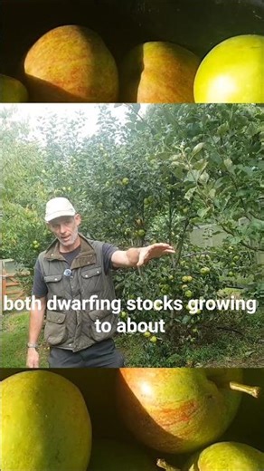 🍎The Secret to Small Apple Trees🌳 Small Garden Rootstocks Explained
